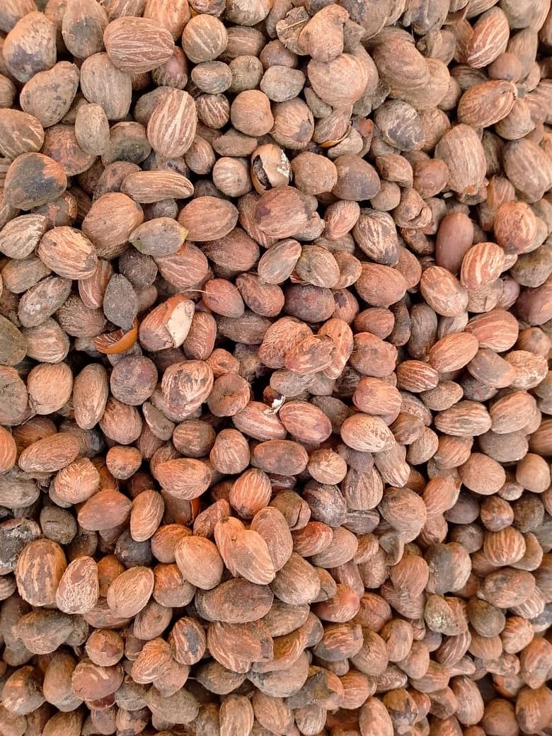 Shea Nuts